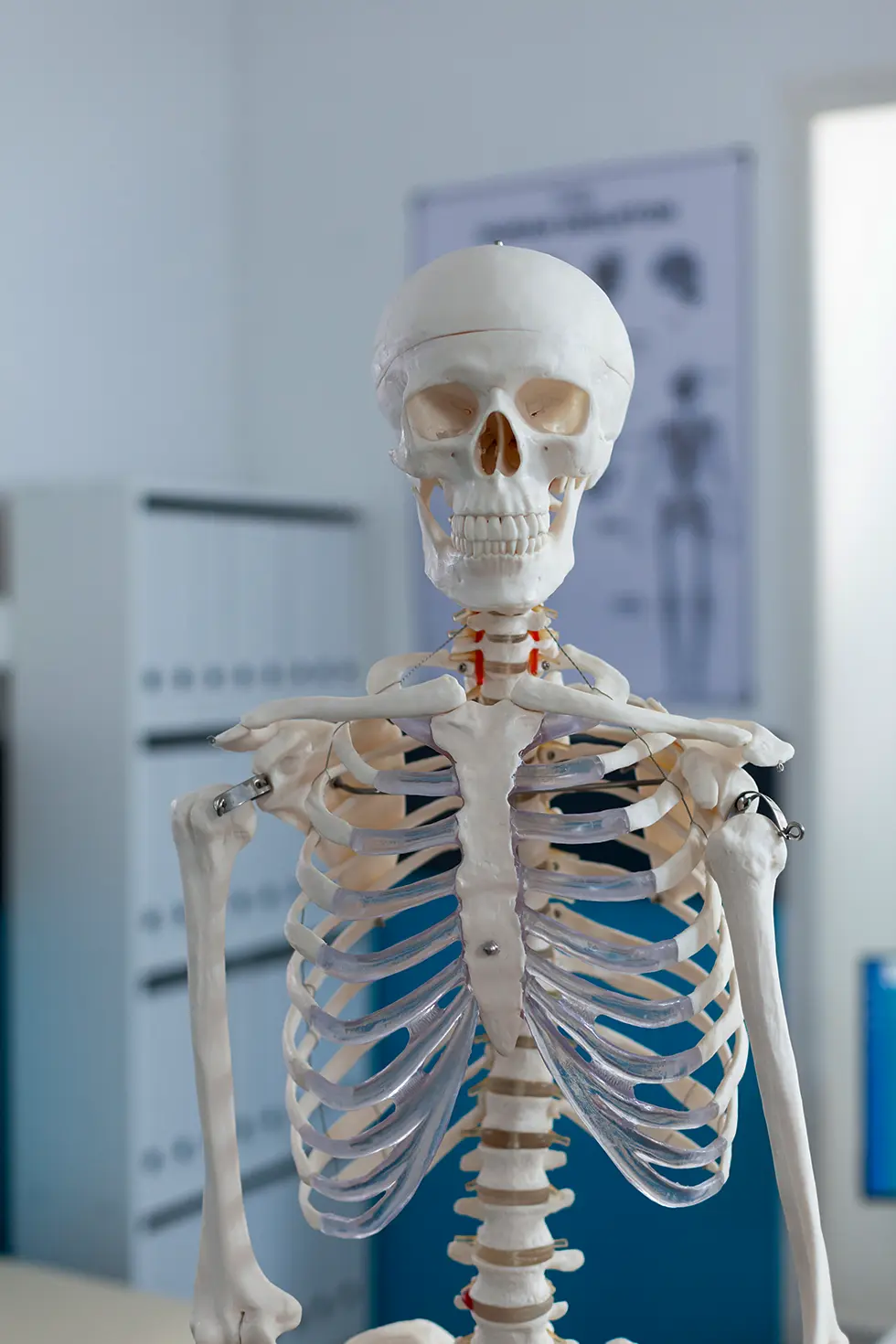 Craneal Osteopatía craneal y sacral