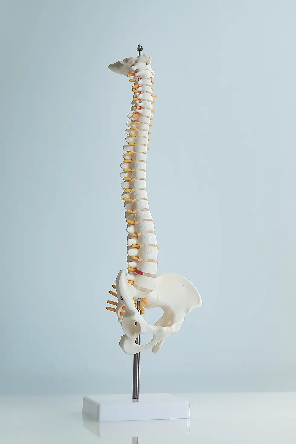 Estructural Osteopatía estructural columna vertebral