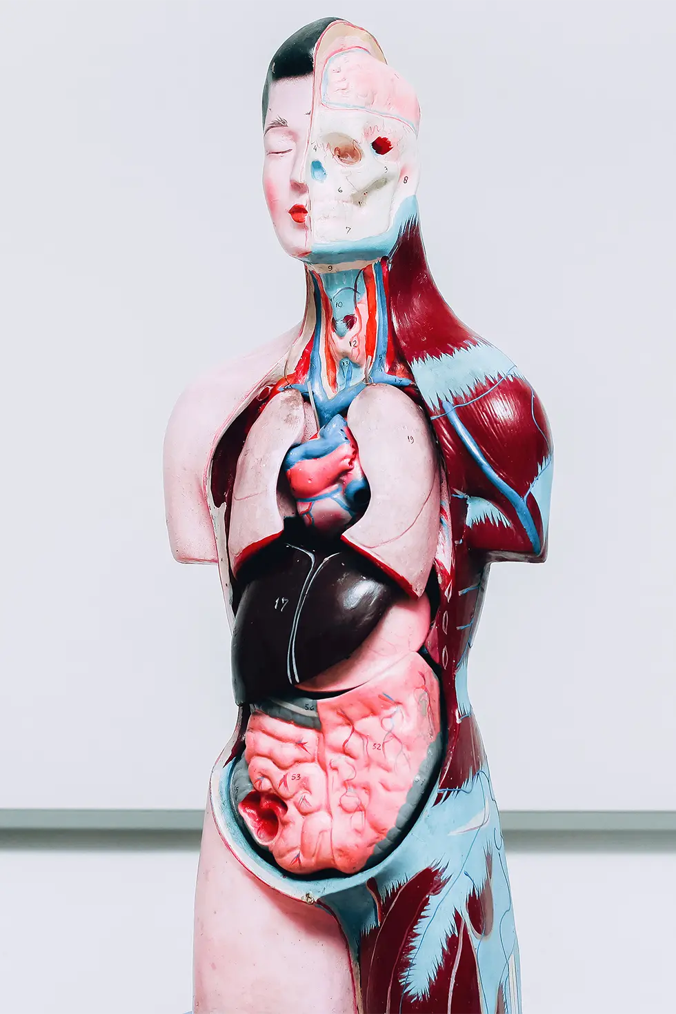 Visceral Osteopatía visceral